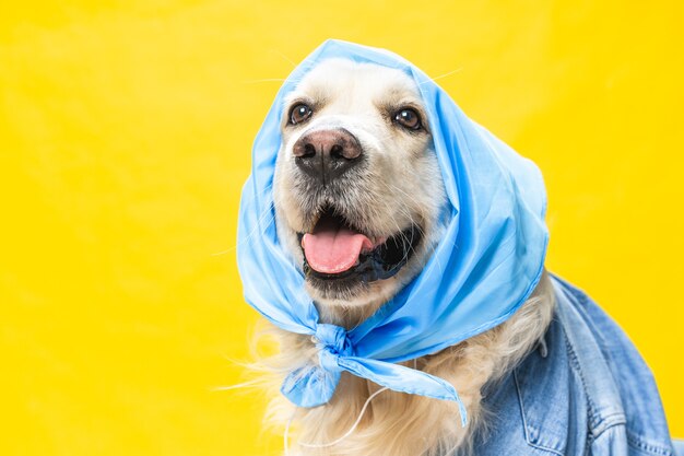 Zabawny biały golden retriever ubrany w bandanę jak starsza pani