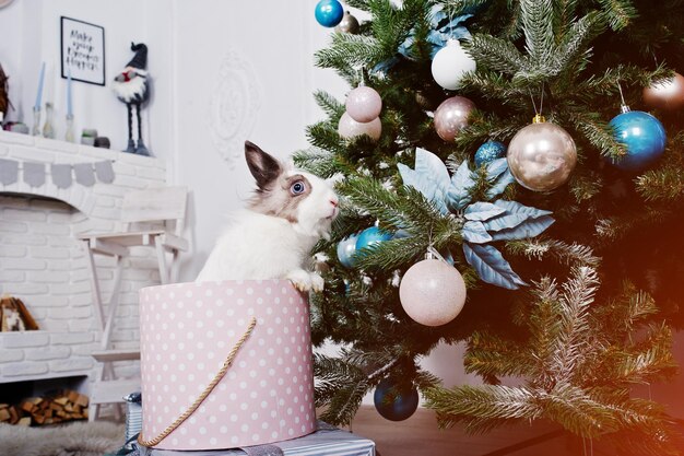 Zabawny królik królik w pudełku prezentów pod drzewem nowego roku Koncepcja szczęśliwych ferii zimowych