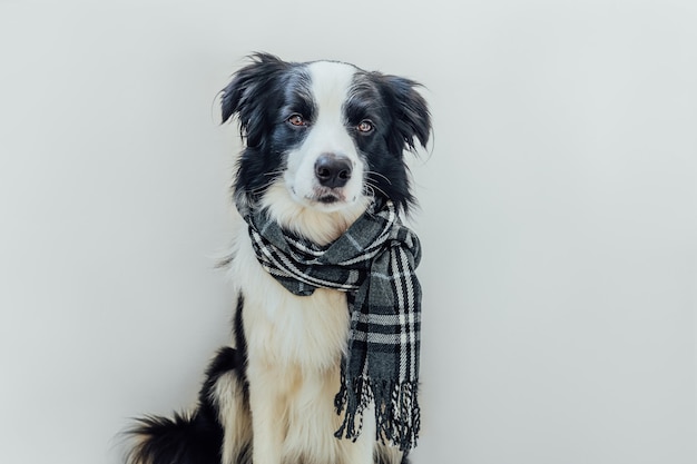 Zabawny ładny szczeniak pies rasy border collie sobie ciepłe ubrania szalik wokół szyi na białym tle. portret psa zima lub jesień. witam jesień jesień. koncepcja zimna pogoda nastroju hygge.