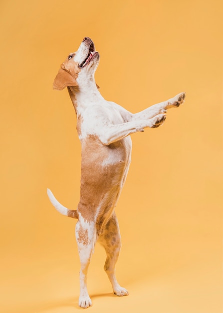 Bezpłatne zdjęcie zabawny pies stojący na tylnych łapach