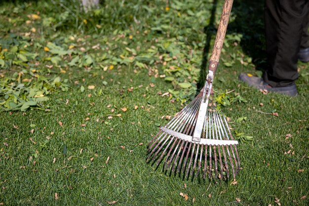 Ząbkowane metalowe grabie do czyszczenia ogrodu