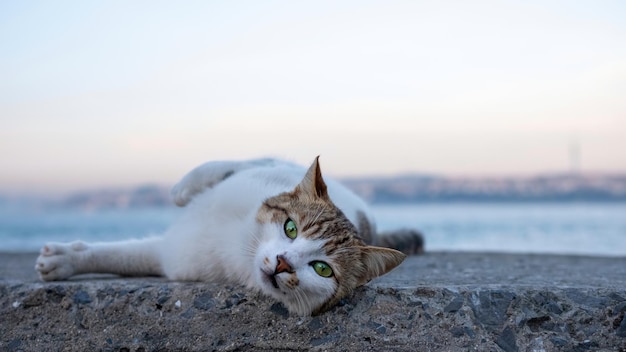 Zabłąkany biały kot o zielonych szmaragdowych oczach odpoczywa na brzegu kamiennej plaży o zachodzie słońca