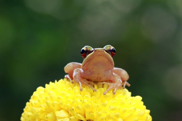 Żaby siedzą na żółtym kwiecie Polypedates leucomystax zbliżenie zwierząt