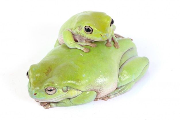 Żaby zielone