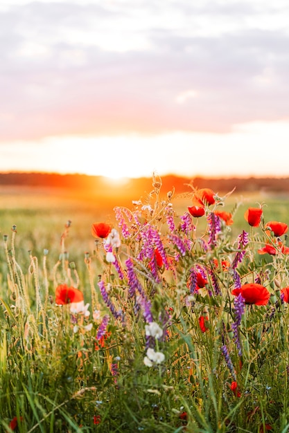 Zachód słońca nad polem dzikich kwiatów w okresie letnim