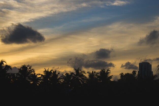Zachód słońca za sylwetką palm i budynków