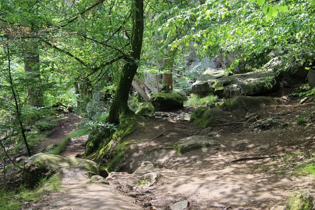 Bezpłatne zdjęcie zacieniony szlak z dużymi skałami wzdłuż ekkodalen, najdłuższej szczeliny w danii