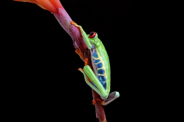 Bezpłatne zdjęcie zaczerwienione zbliżenie żaby drzewnej na zielonych liściach