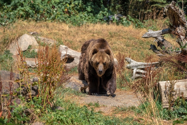 Bezpłatne zdjęcie zagrożenie dużym niedźwiedziem grizzly