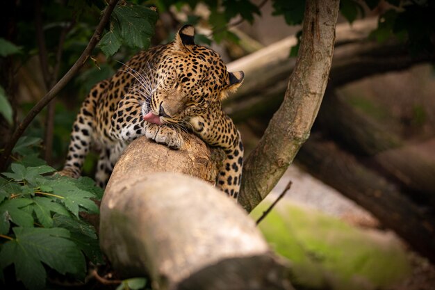 Zagrożony leopard amurski odpoczywa na drzewie w naturalnym siedlisku Dzikie zwierzęta w niewoli Piękne koty i mięsożerne Panthera pardus orientalis