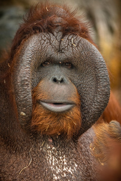 Bezpłatne zdjęcie zagrożony wyginięciem orangutan borneański w skalistym środowisku pongo pygmaeus dzikie zwierzę za kratami piękne i urocze stworzenie