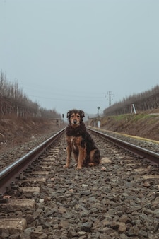 Zagubiony pies na torach kolejowych