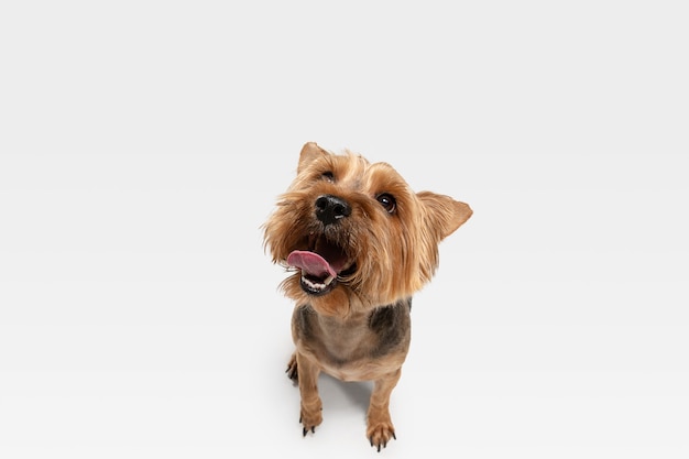 Zainteresowany. Pies Yorkshire terrier pozuje. Śliczny figlarny brązowy czarny piesek lub zwierzak grający na tle białego studia. Pojęcie ruchu, akcji, ruchu, miłości do zwierząt domowych. Wygląda na szczęśliwego, zachwyconego, zabawnego.