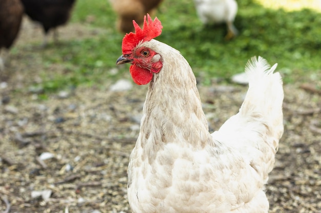 Zakończenie bezpłatny biały kurczak przy gospodarstwem rolnym