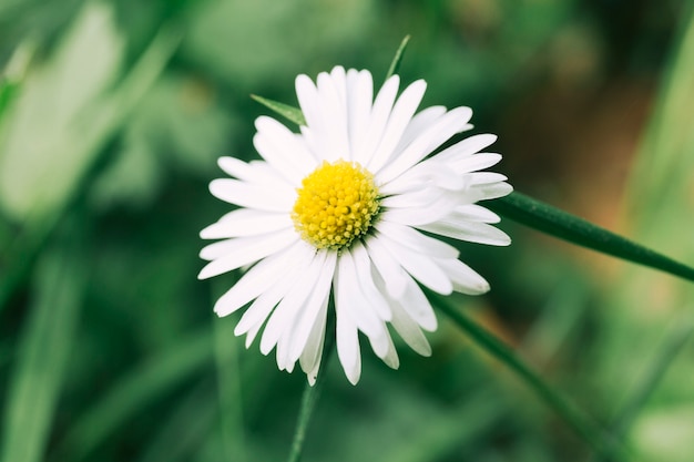 Zakończenie biały kwiat
