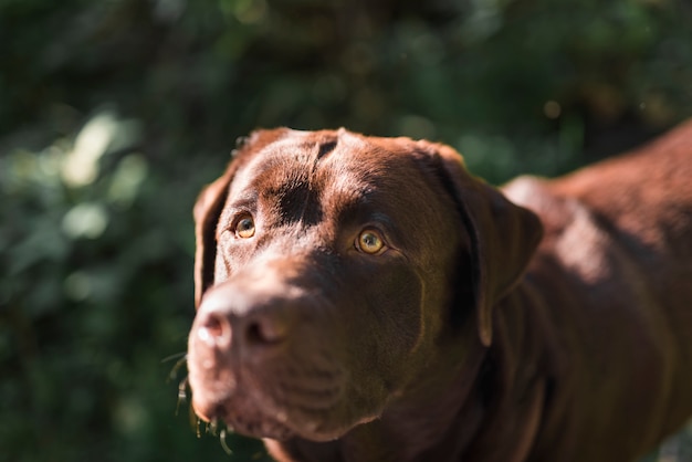 Bezpłatne zdjęcie zakończenie brown labrador