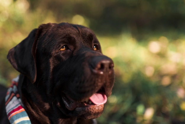 Bezpłatne zdjęcie zakończenie czarny labrador z szalikiem