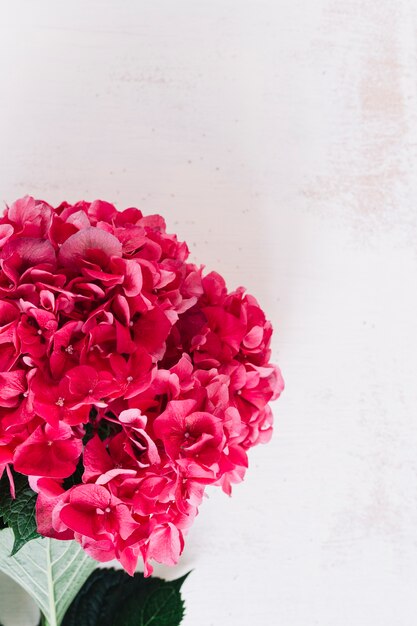 Zakończenie czerwony hortensja kwiat przeciw grunge tłu
