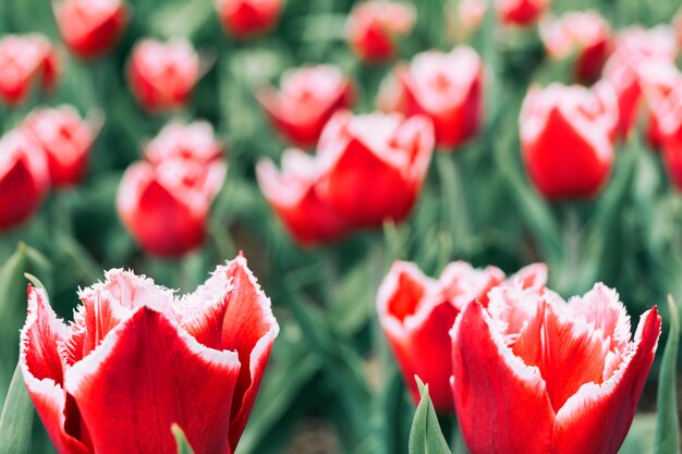 Zakończenie czerwony kwitnący tulipanowy kwiatu pole
