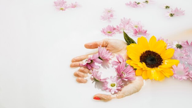 Zakończenie kobiety ręka z pięknymi żółtymi i różowymi kwiatami w skąpanie wodzie