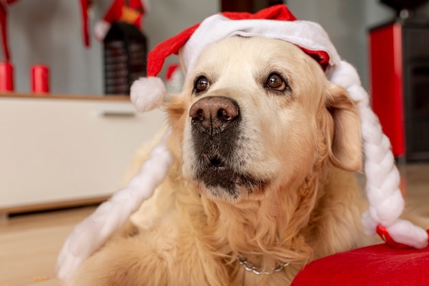 Zakończenie labrador jest ubranym Santa kapelusz w domu