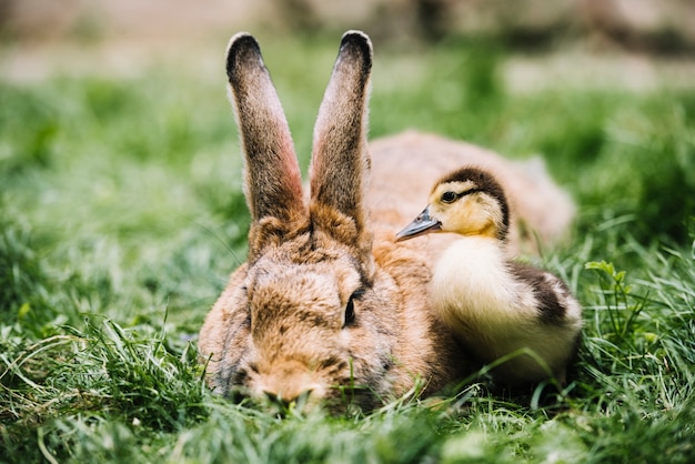 Zakończenie mallard kaczątko blisko królika na zielonej trawie