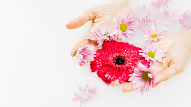 Zakończenie osoby ręki mienia menchii i czerwieni kwiaty