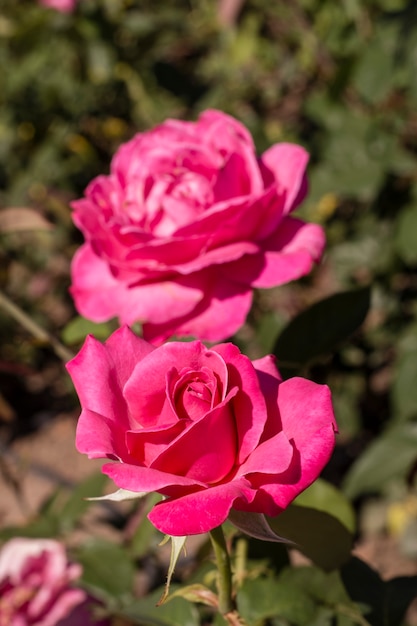 Zakończenie piękne różowe róże plenerowe
