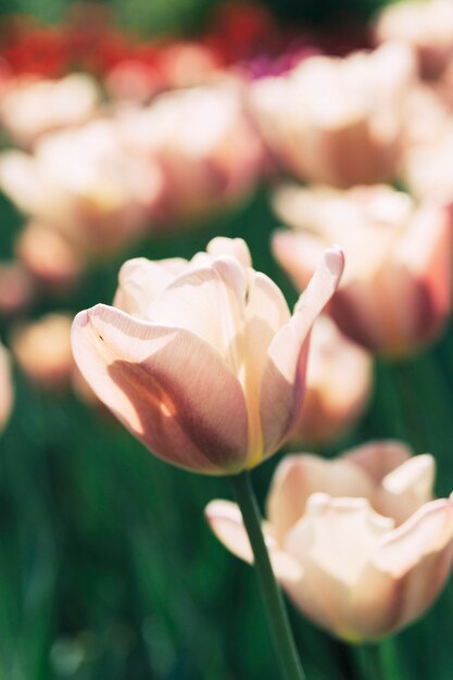 Zakończenie piękny jaskrawy tulipanowy kwiat