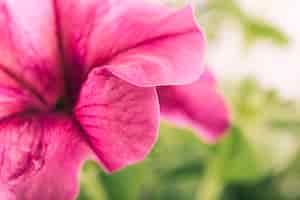 Bezpłatne zdjęcie zakończenie purpura kwiatu płatek