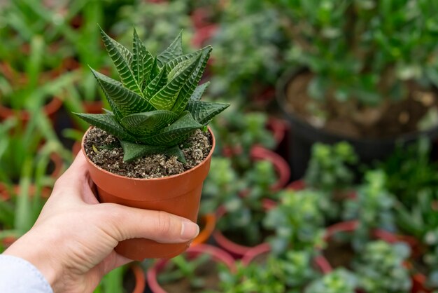 Zakończenie ręki mienia domu roślina w flowerpot