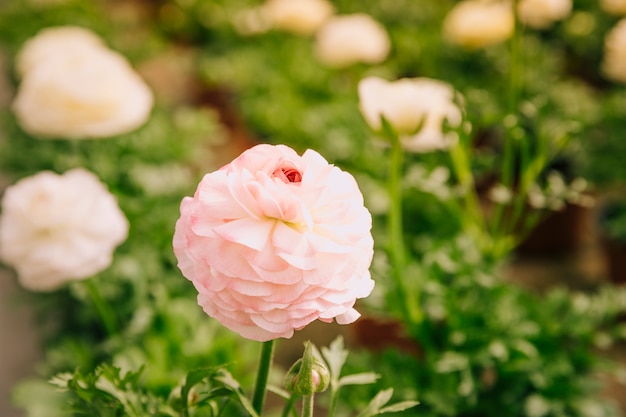 Zakończenie różowy ranunculus w ogródzie