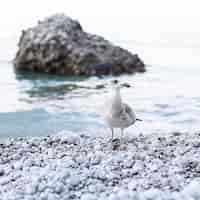 Bezpłatne zdjęcie zakończenie seagull na wybrzeżu przy otoczak plażą