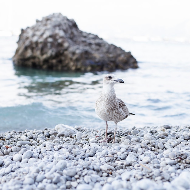 Zakończenie seagull na wybrzeżu przy otoczak plażą