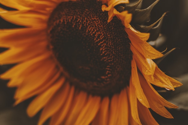 Zakończenie słonecznik w kwiacie