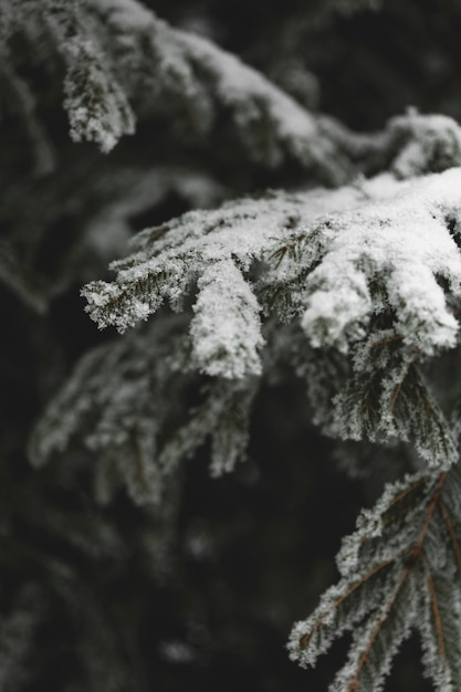 Bezpłatne zdjęcie zamarznięte gałęzie liści i śniegu