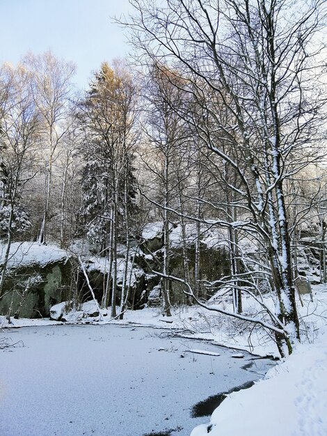 Zamarznięte jezioro otoczone drzewami pokrytymi śniegiem w słońcu w Larvik w Norwegii