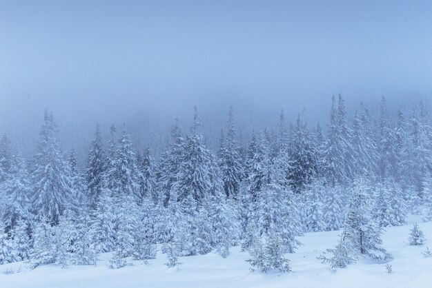 Zamarznięty zima las w mgle. Sosna w naturze zakrywającej z świeżym śniegiem Karpackim, Ukraina