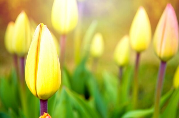 Zamknięte żółte tulipany