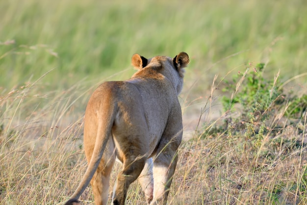 Zamknij lew w parku narodowym kenii, afryka