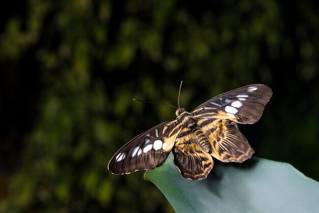 Zamknij się motyl na liściu