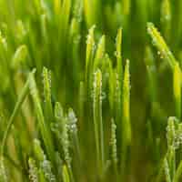 Bezpłatne zdjęcie zamknij się naturalna trawa