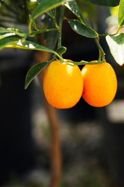 Zamknij się pomarańcze w ogrodzie