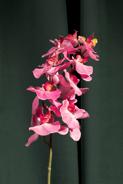 Zamknij się różowa orchidea obok zasłony