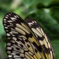 Bezpłatne zdjęcie zamknij się skrzydła motyla z rozmyte tło