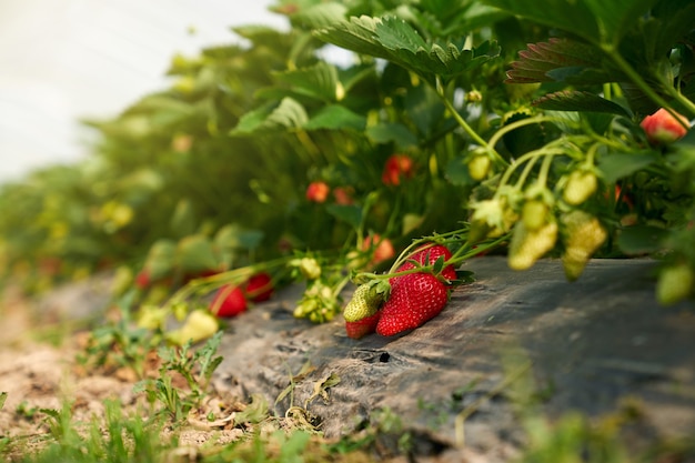 Zamknij się z czerwonych dojrzałych truskawek organicznych na roślinie w nowoczesnej szklarni. Koncepcja pysznych świeżych jagód rośnie w ogrodzie na krzaku.