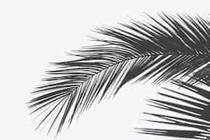 Bezpłatne zdjęcie zamknij strzał liścia palmy z białą powierzchnią