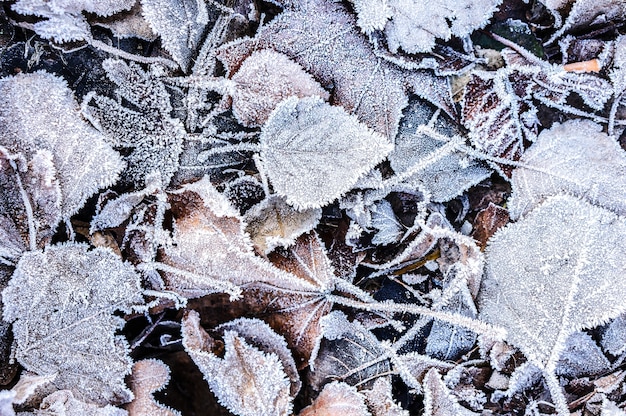 Zamknij widok z góry opadłych liści jesienią pokrytych kryształkami lodu