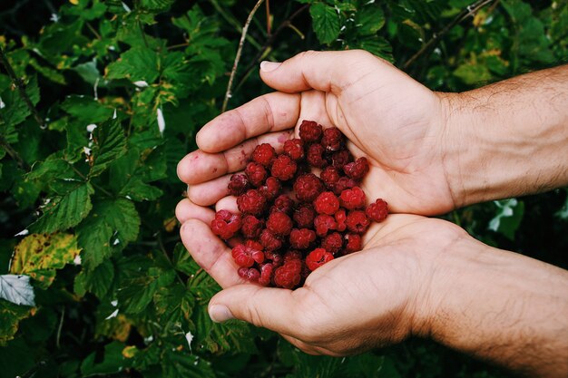 Zamyka strzał osoba trzyma loganberries