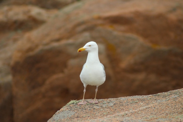 Bezpłatne zdjęcie zamyka strzał seagull pozycja na skale